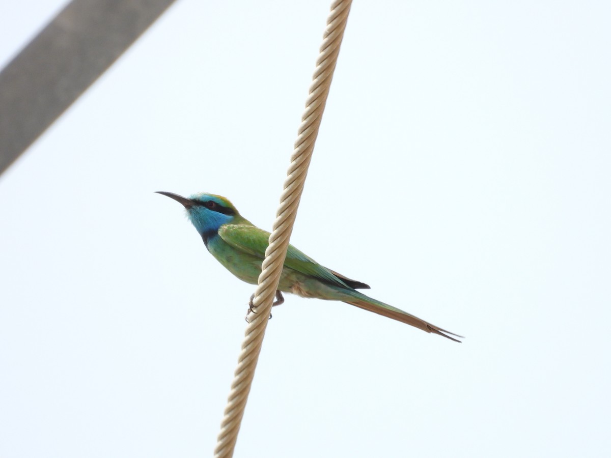 Arabian Green Bee-eater - ML645450626