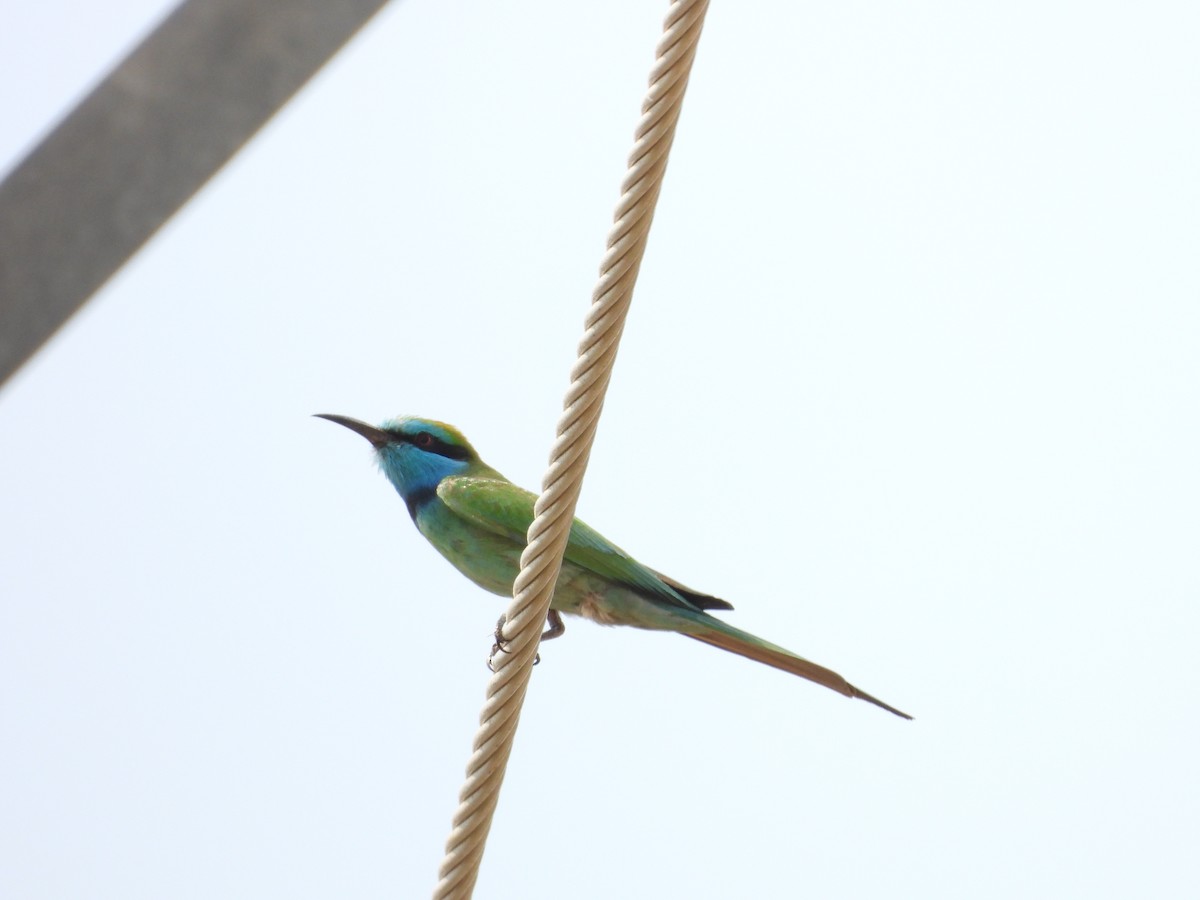 Arabian Green Bee-eater - ML645450627