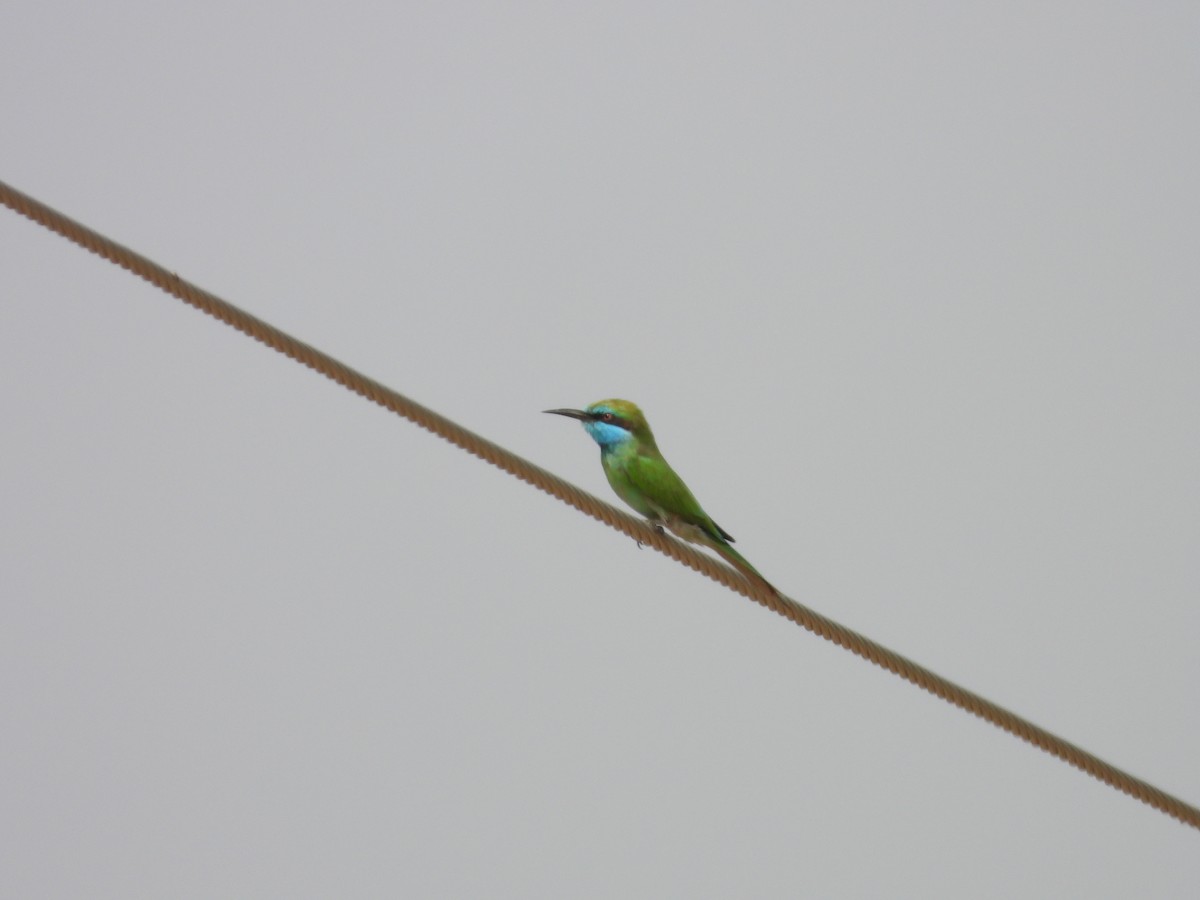 Arabian Green Bee-eater - ML645450628