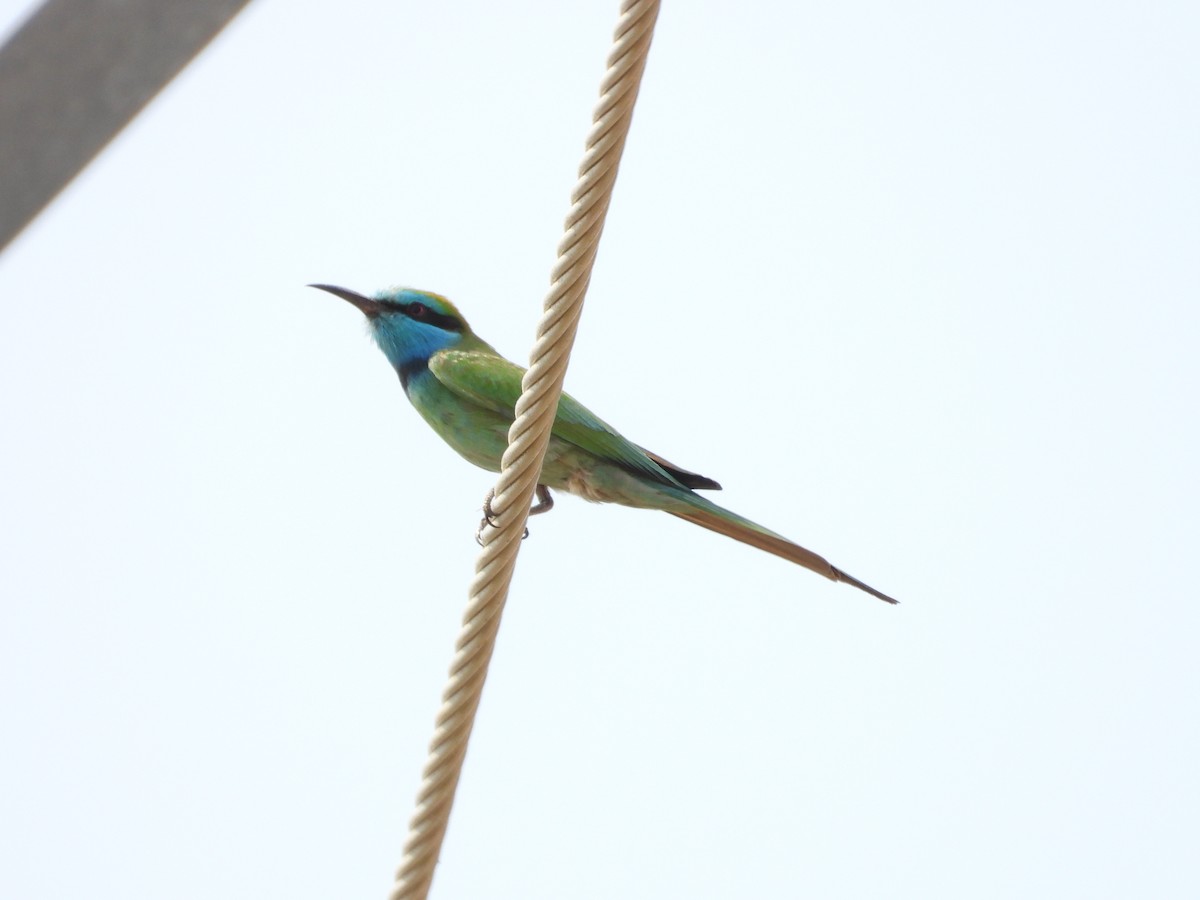 Arabian Green Bee-eater - ML645450629