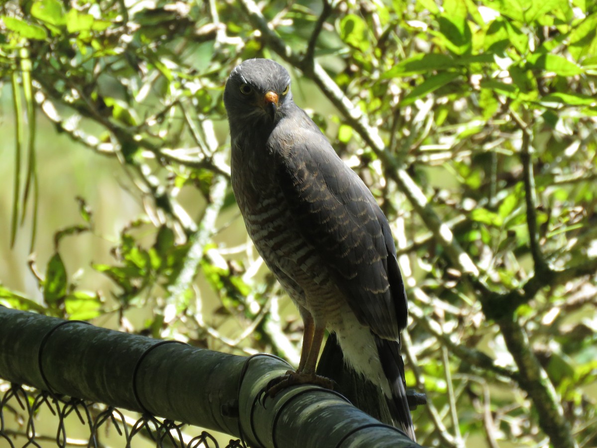 Roadside Hawk - ML645450630