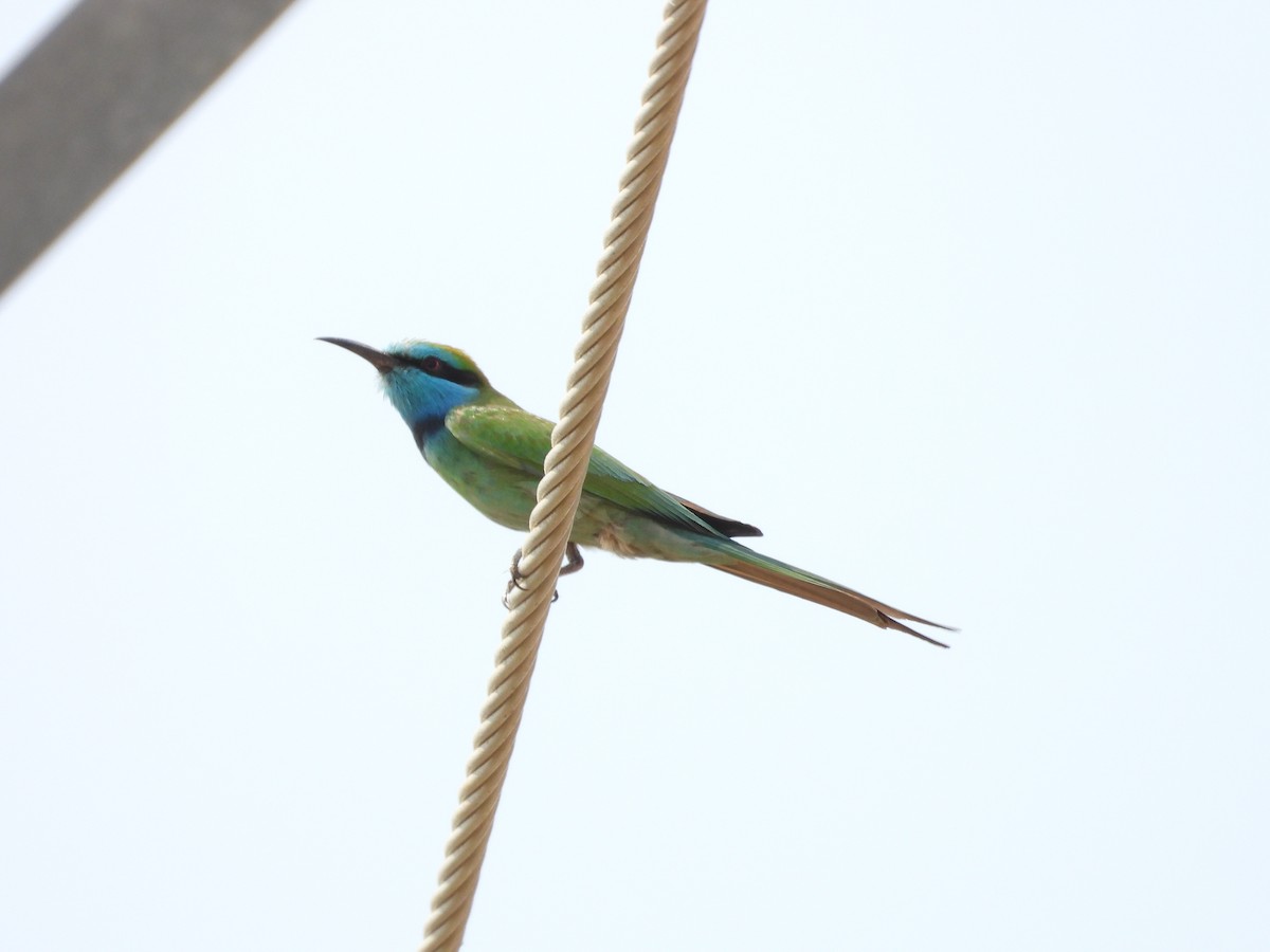 Arabian Green Bee-eater - ML645450631