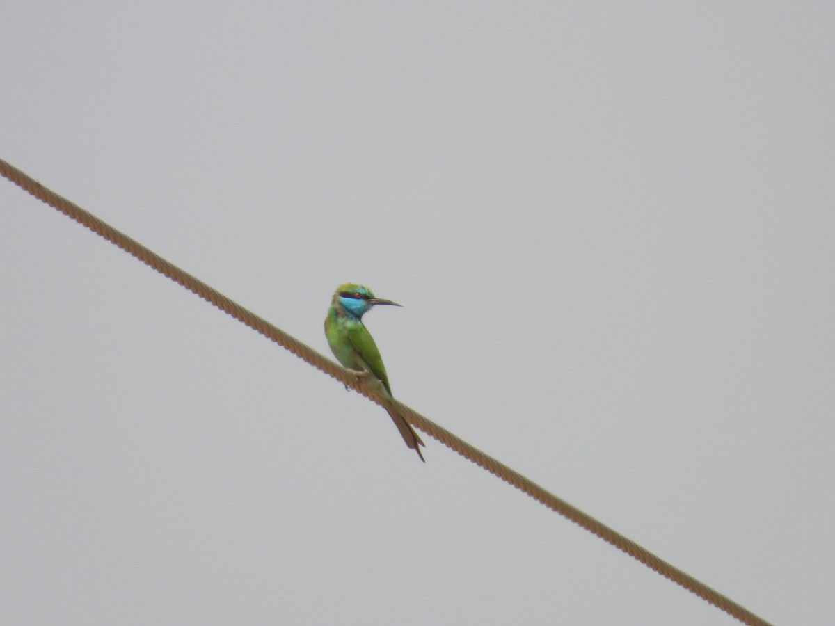 Arabian Green Bee-eater - ML645450632