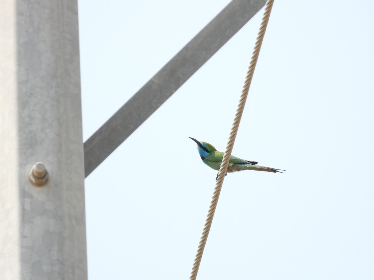 Arabian Green Bee-eater - ML645450633