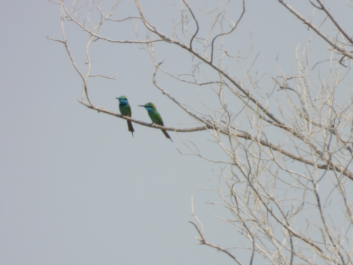 Arabian Green Bee-eater - ML645450634