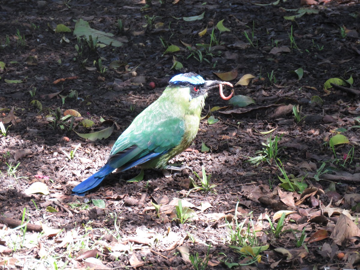 Andean Motmot - ML645450635