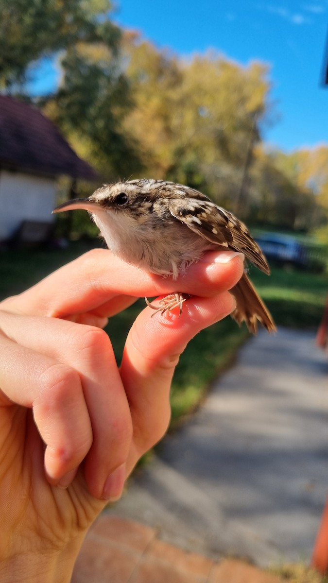 Short-toed Treecreeper - ML645450646