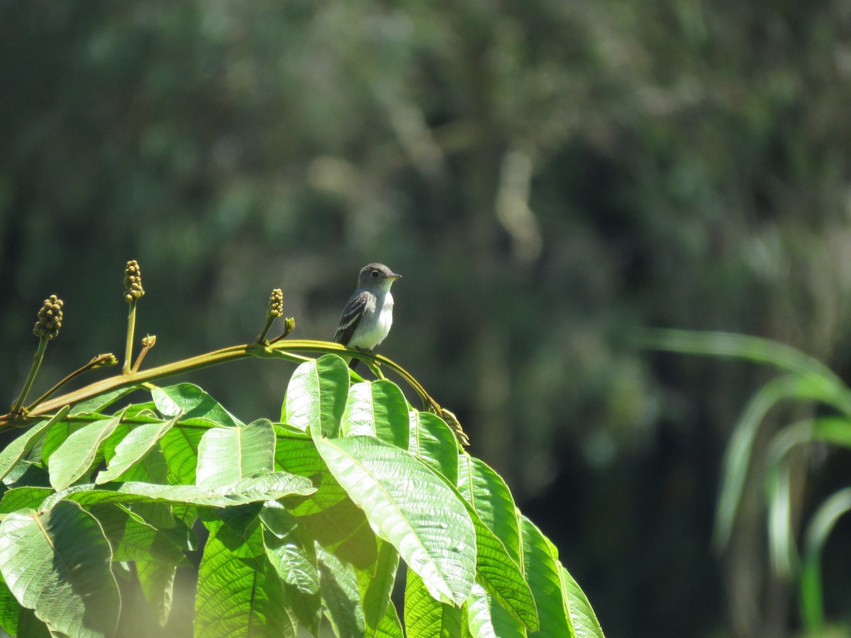 Восточный пиви - ML645450649