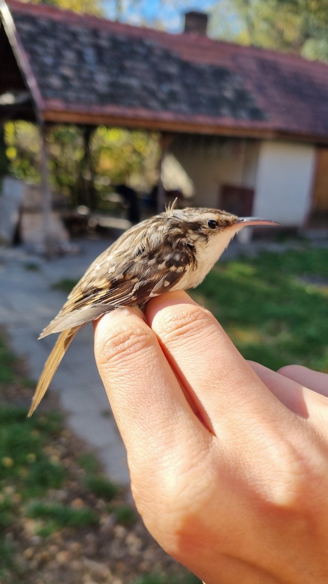 Short-toed Treecreeper - ML645450652