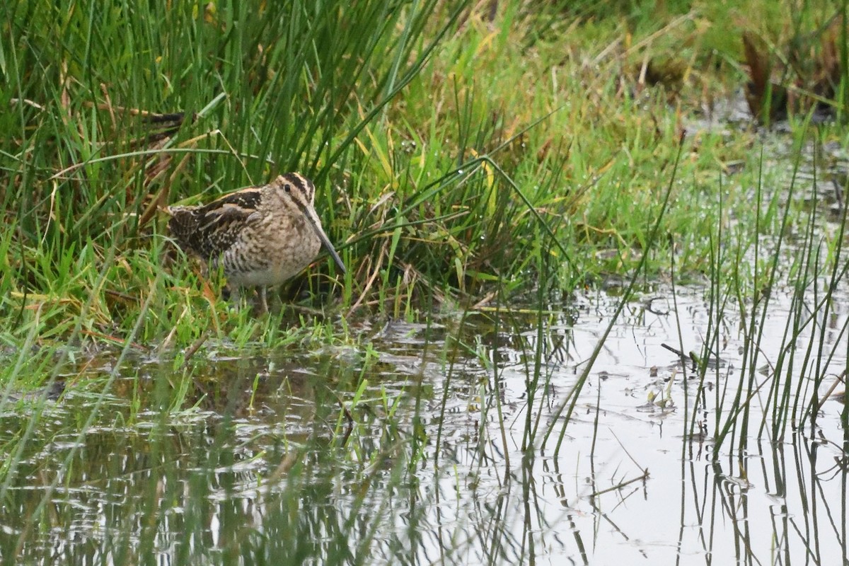 Common Snipe - ML645450655