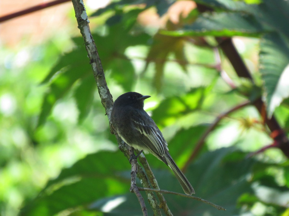 Black Phoebe - ML645450663