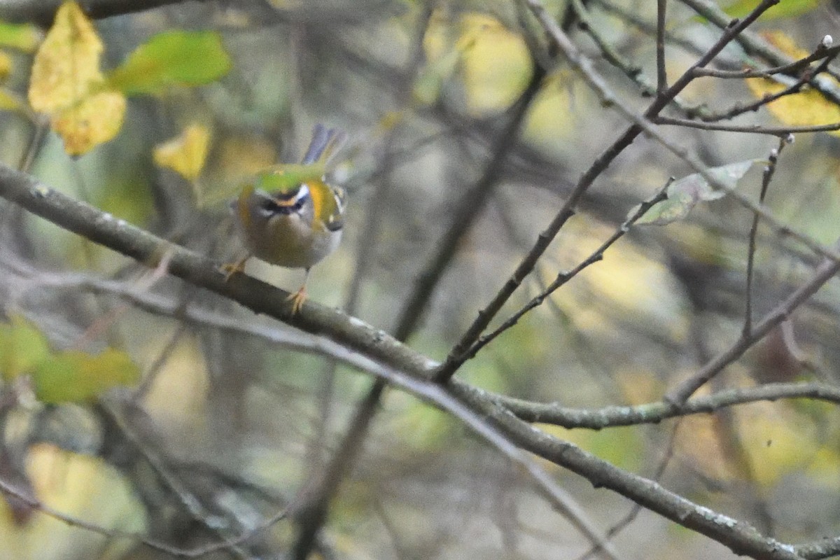 Common Firecrest - ML645450667
