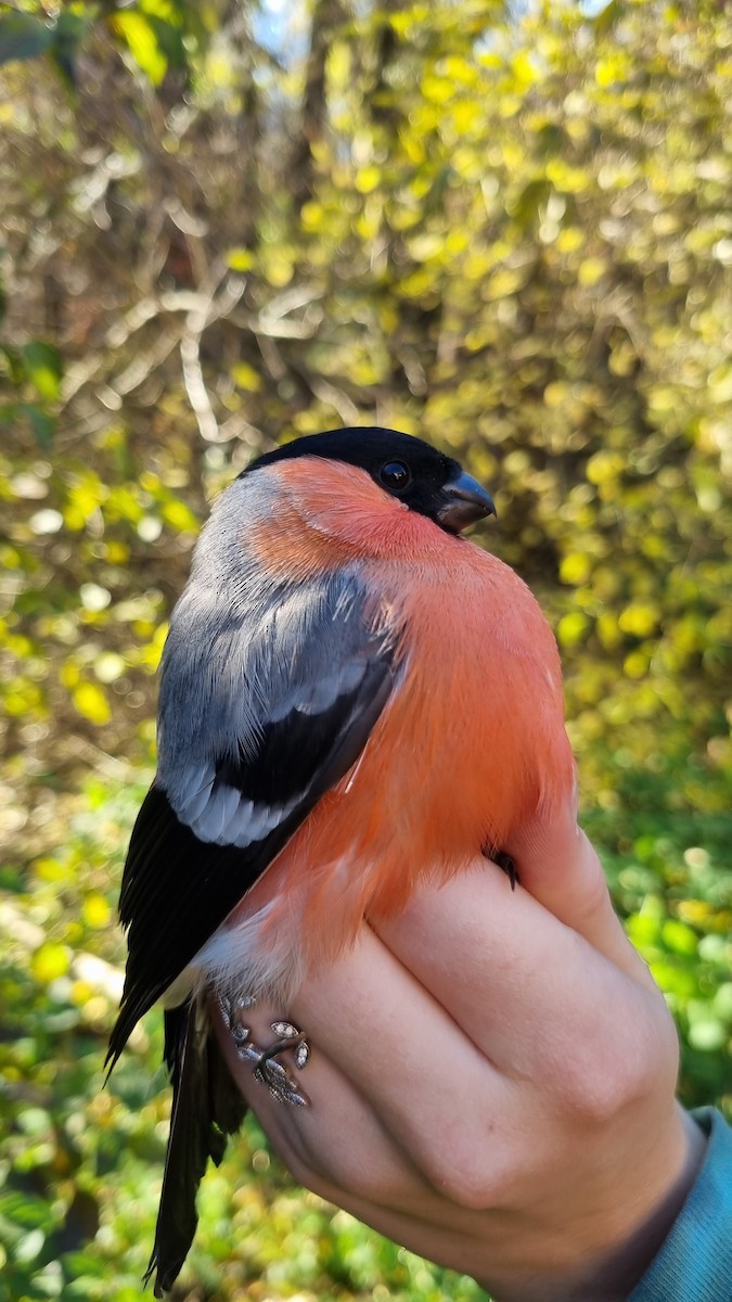 Eurasian Bullfinch - ML645450696
