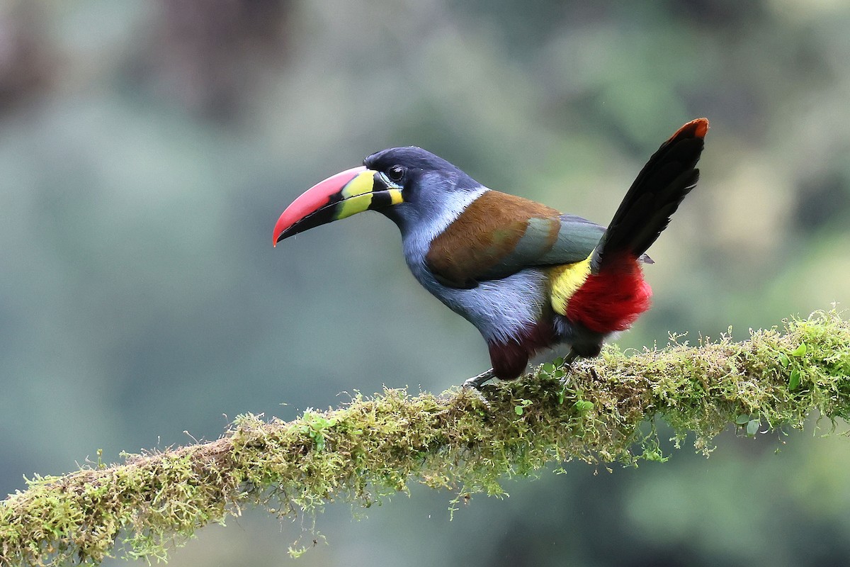 Tucán Pechigrís - ML645450705