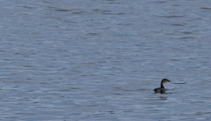 Pied-billed Grebe - ML645450711