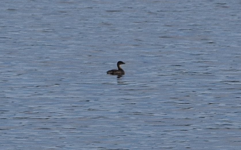 Pied-billed Grebe - ML645450712