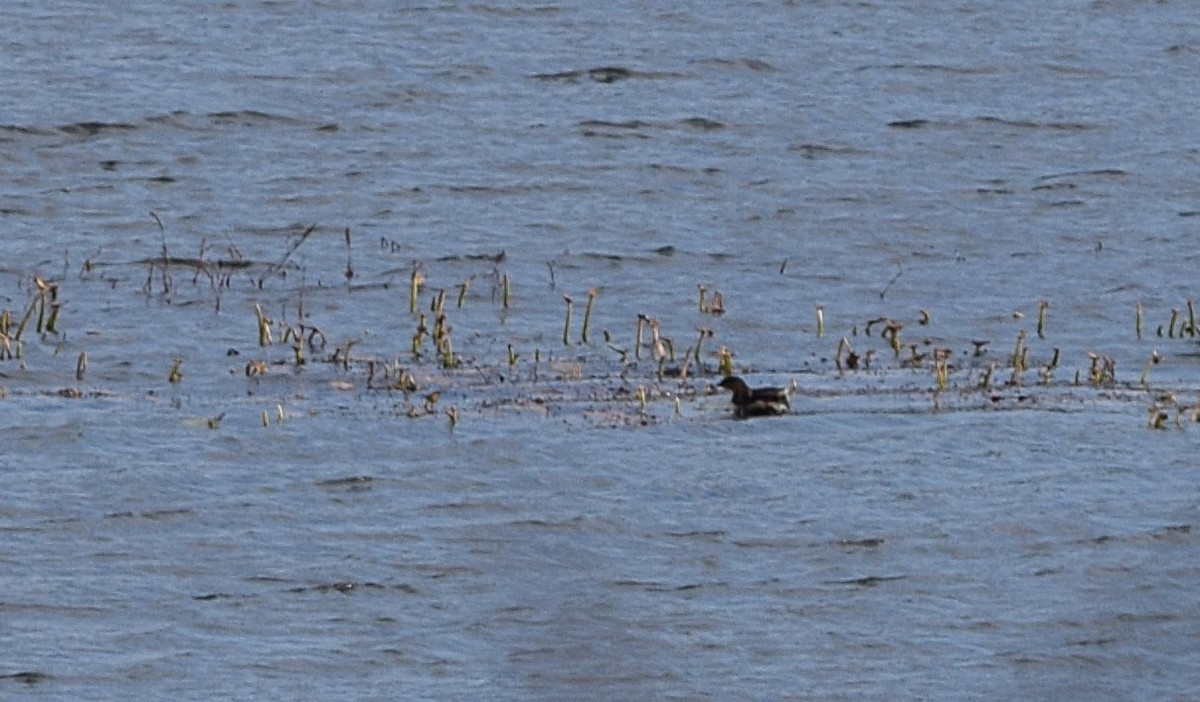 Pied-billed Grebe - ML645450713