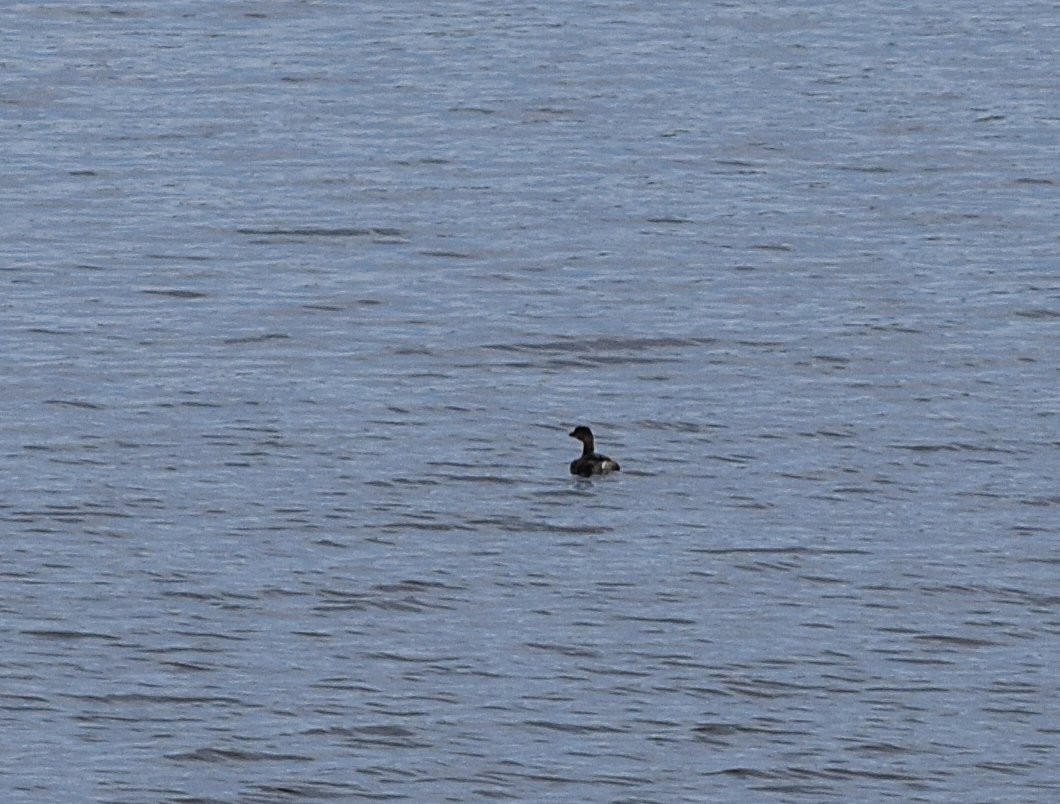 Pied-billed Grebe - ML645450715
