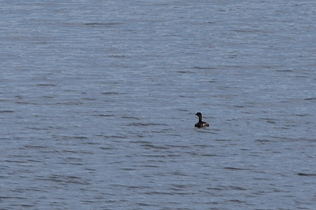 Pied-billed Grebe - ML645450716