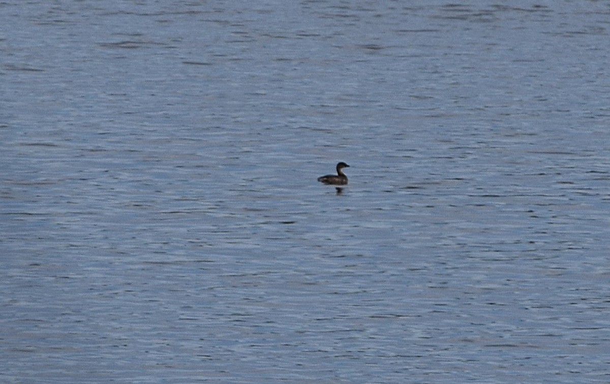 Pied-billed Grebe - ML645450717