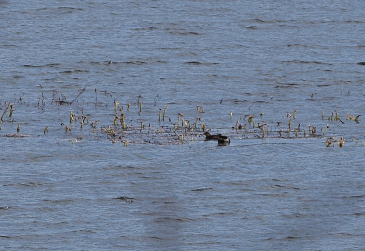 Pied-billed Grebe - ML645450718