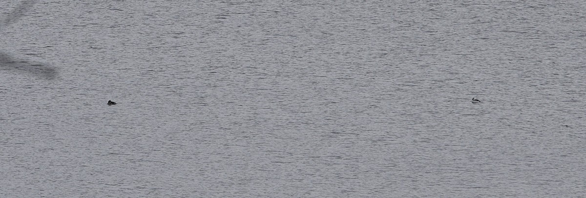 Bufflehead - ML645450719