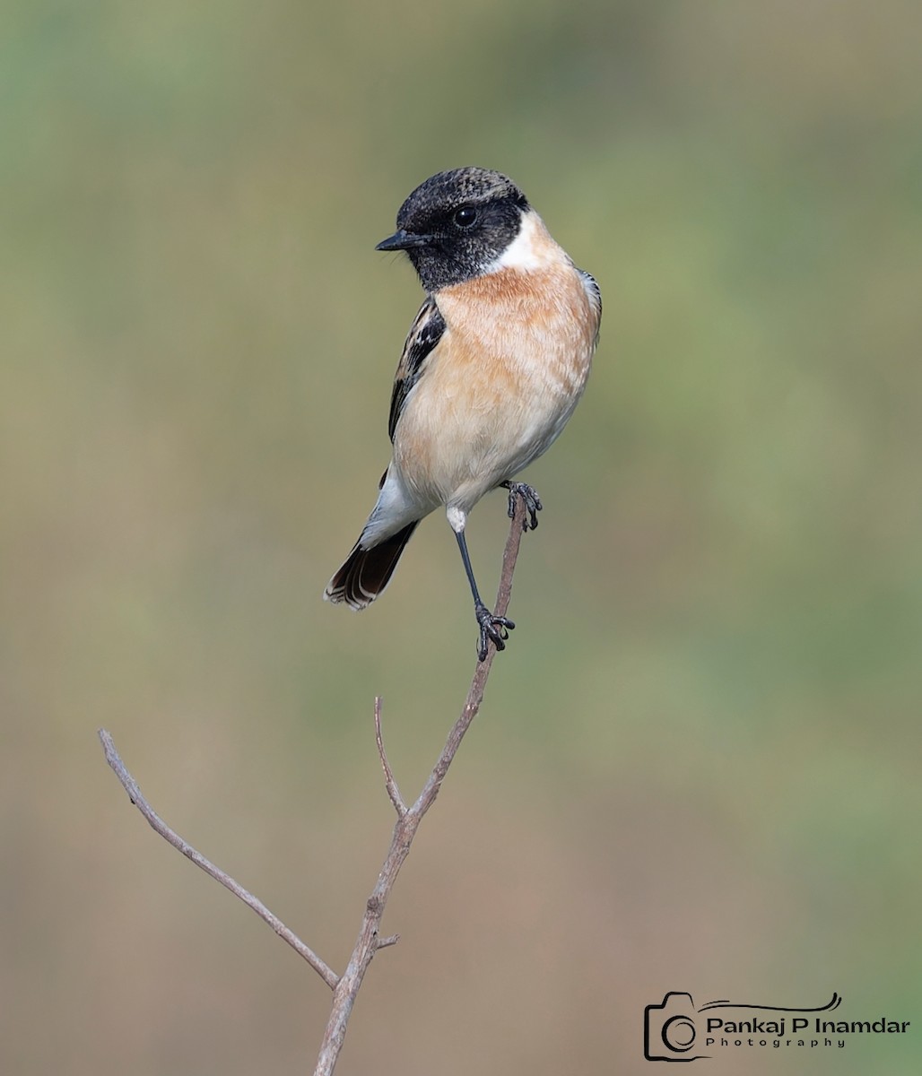 Siberian Stonechat - ML645450721