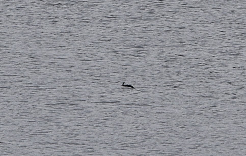 Bufflehead - ML645450722