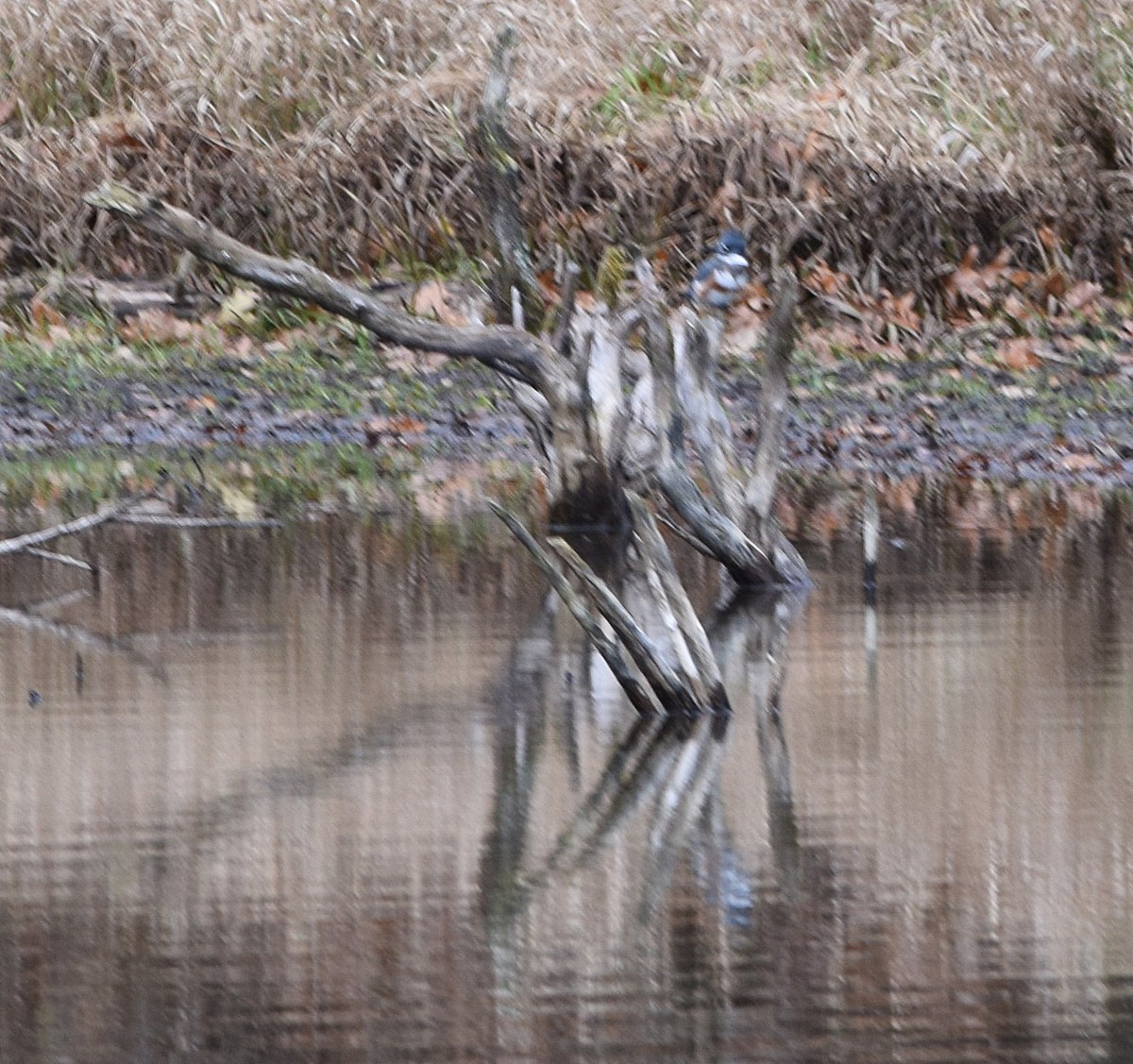 Belted Kingfisher - ML645450725
