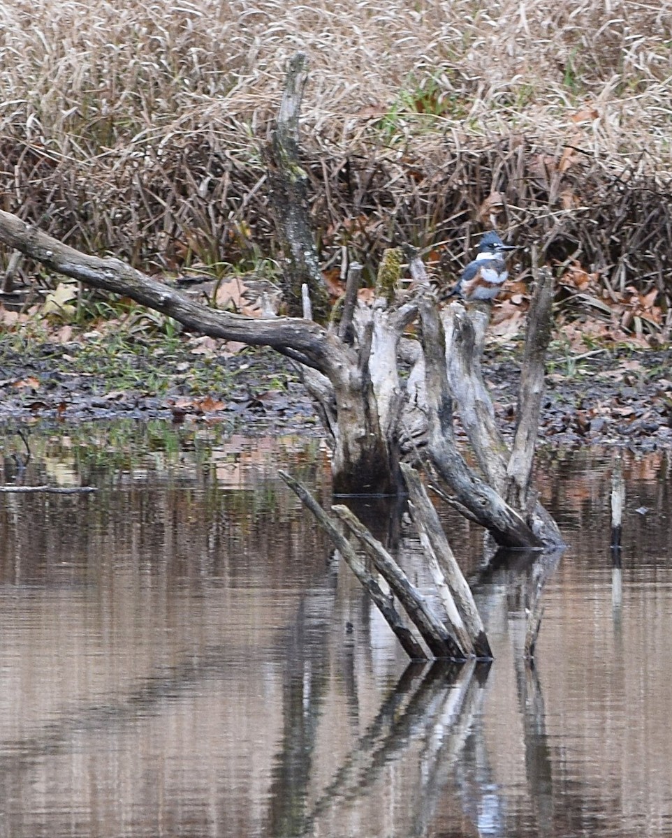 Belted Kingfisher - ML645450726