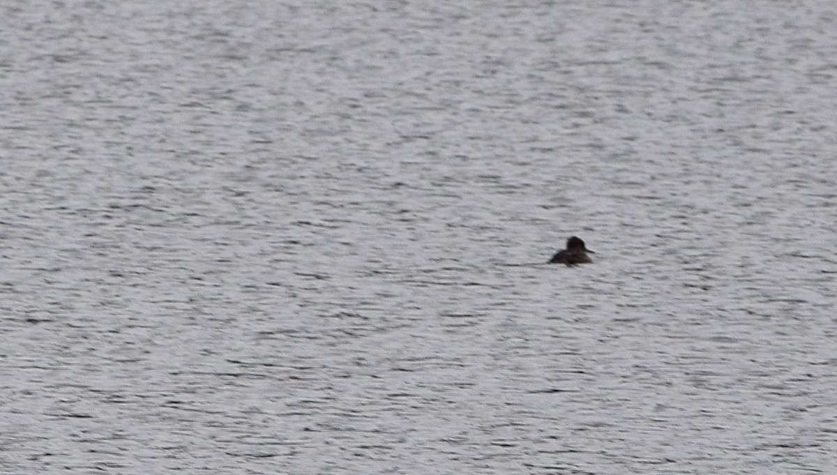 Hooded Merganser - ML645450729