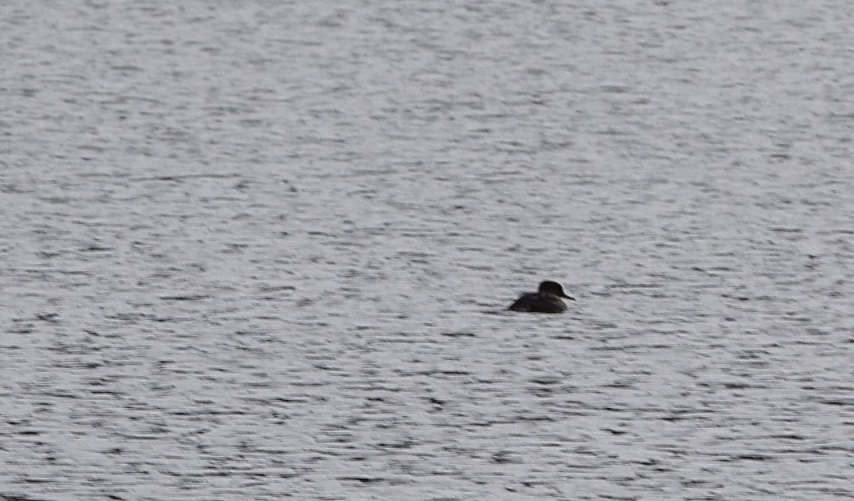 Hooded Merganser - ML645450740
