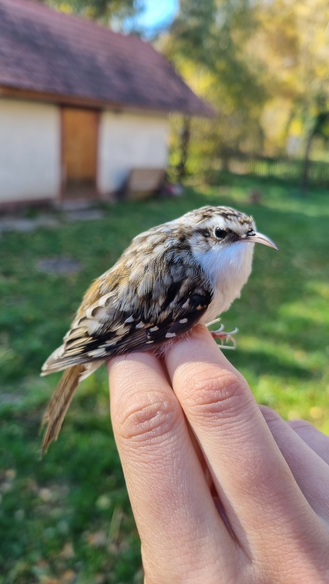 Eurasian Treecreeper - ML645450746