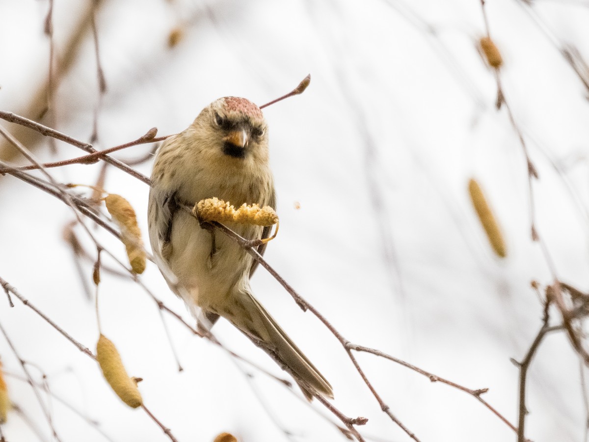 Redpoll (Lesser) - ML645450759