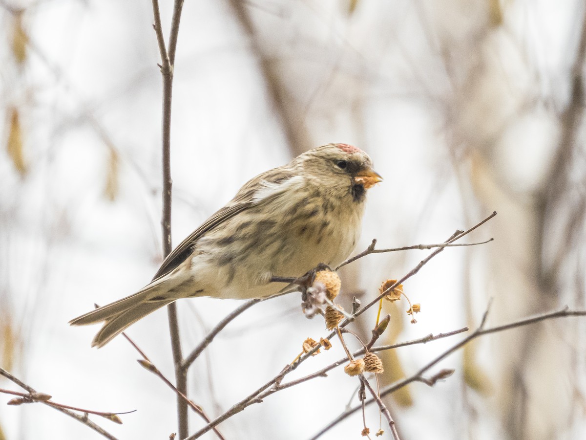 Redpoll (Lesser) - ML645450760