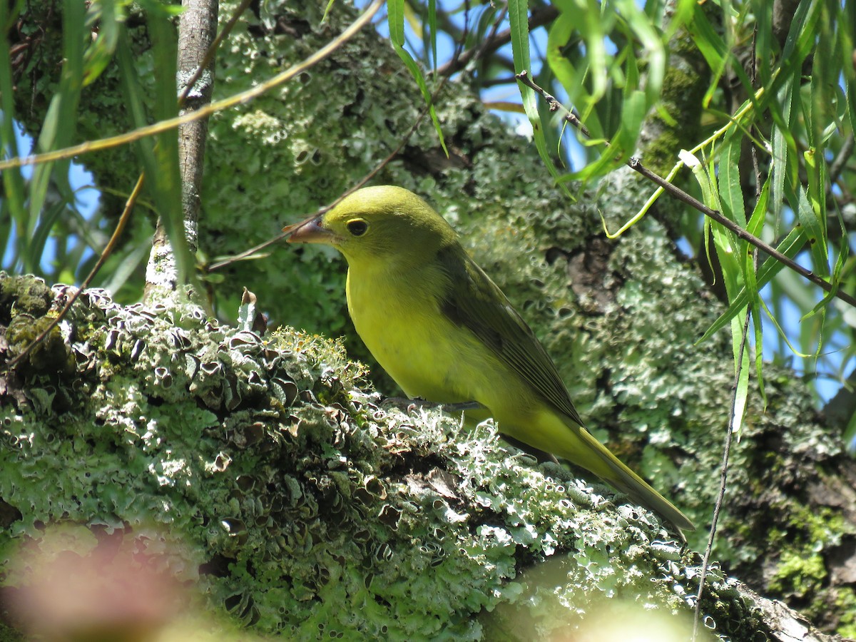 Scarlet Tanager - ML645450774