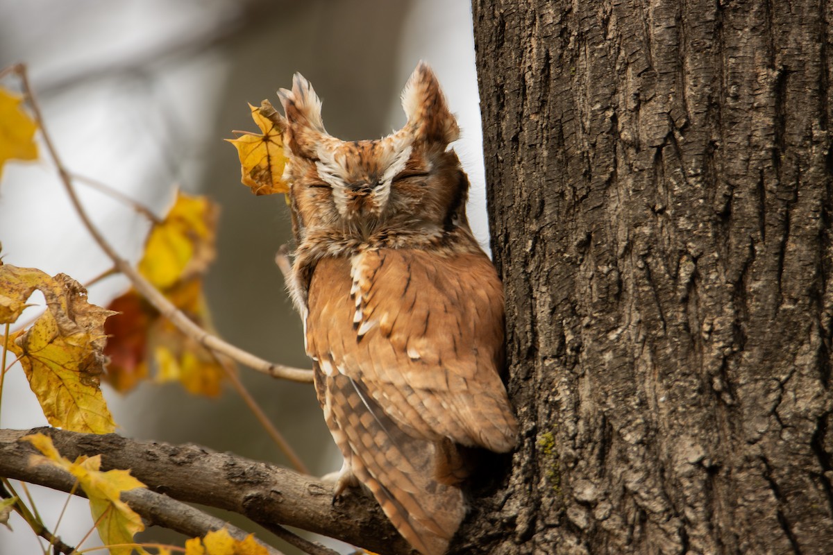 Eastern Screech-Owl (Northern) - ML645450780