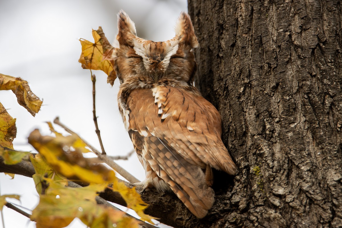 Eastern Screech-Owl (Northern) - ML645450781