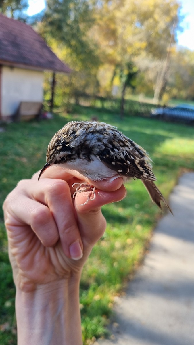 Eurasian Treecreeper - ML645450784