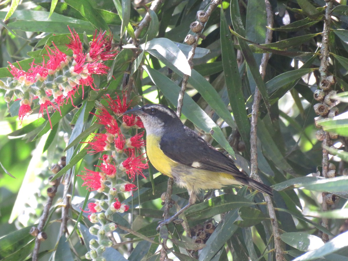 Bananaquit - ML645450787