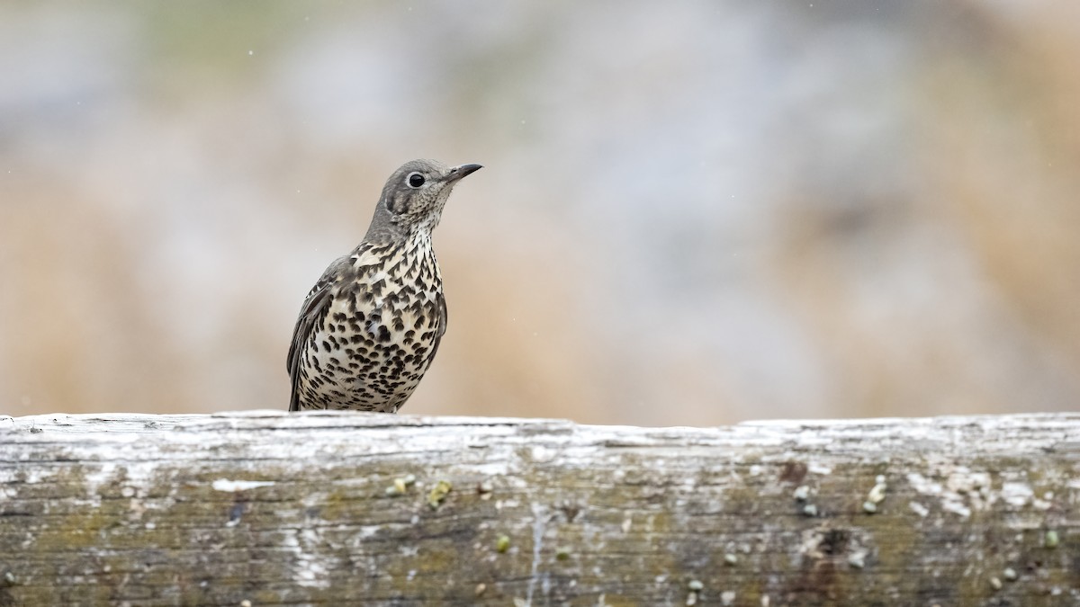 Grive draine - ML645450791