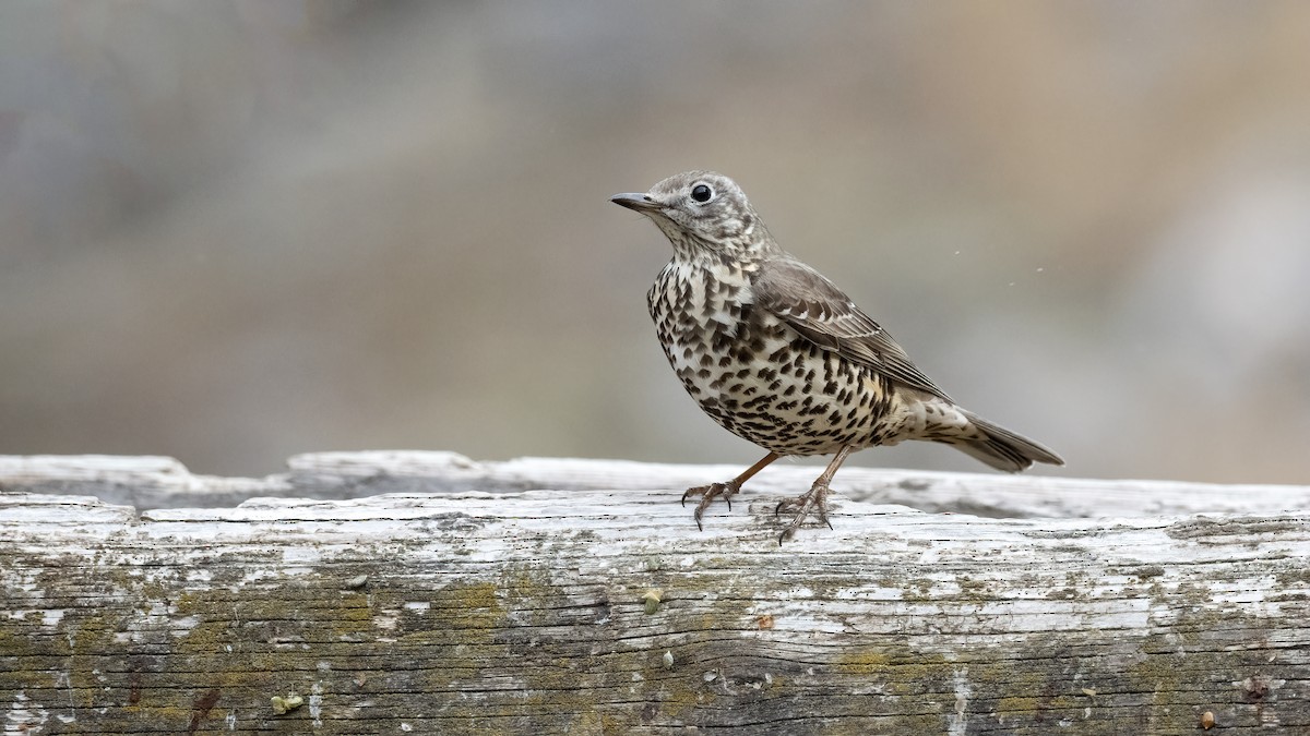 Grive draine - ML645450792