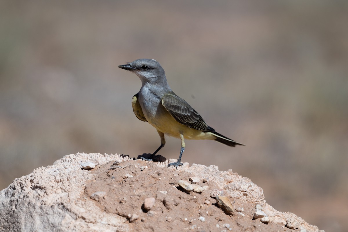 Western Kingbird - ML645450795