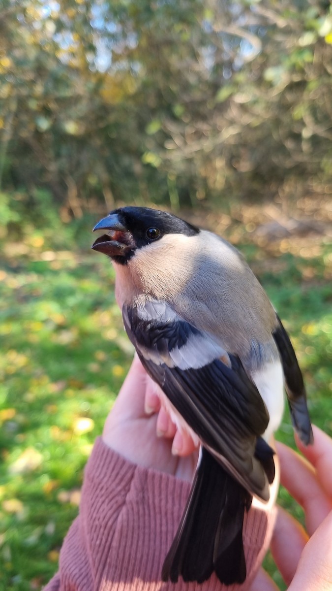 Eurasian Bullfinch - ML645450797