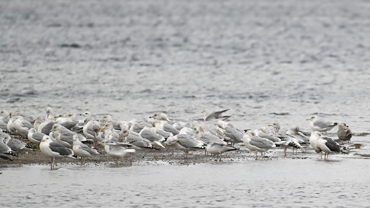 Great Black-backed Gull - ML645450829
