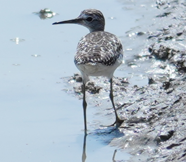 タカブシギ - ML645450844