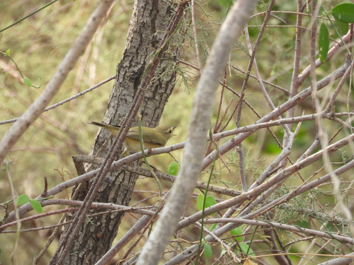 Brown Woodland-Warbler - ML645450848