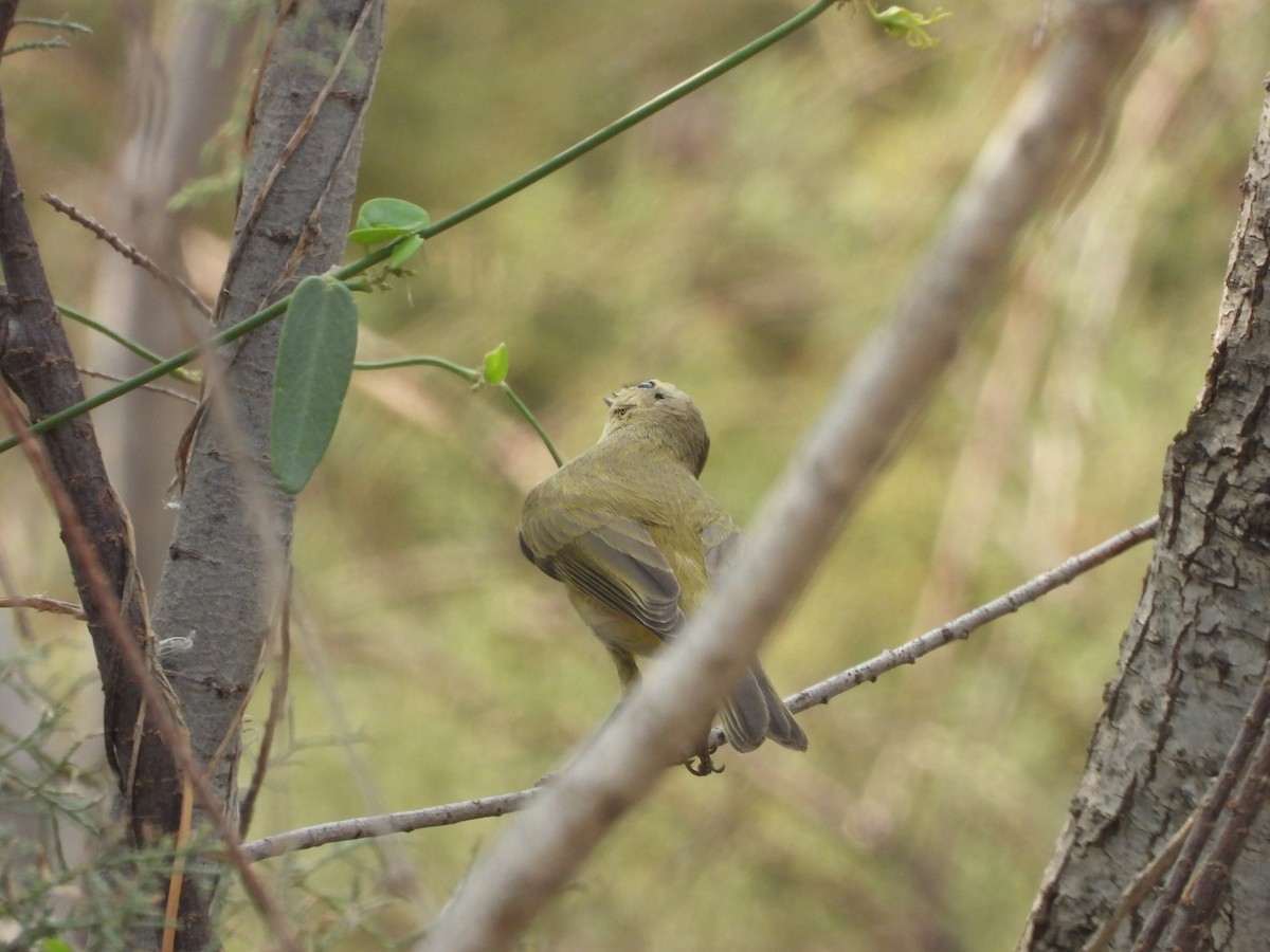 Brown Woodland-Warbler - ML645450849