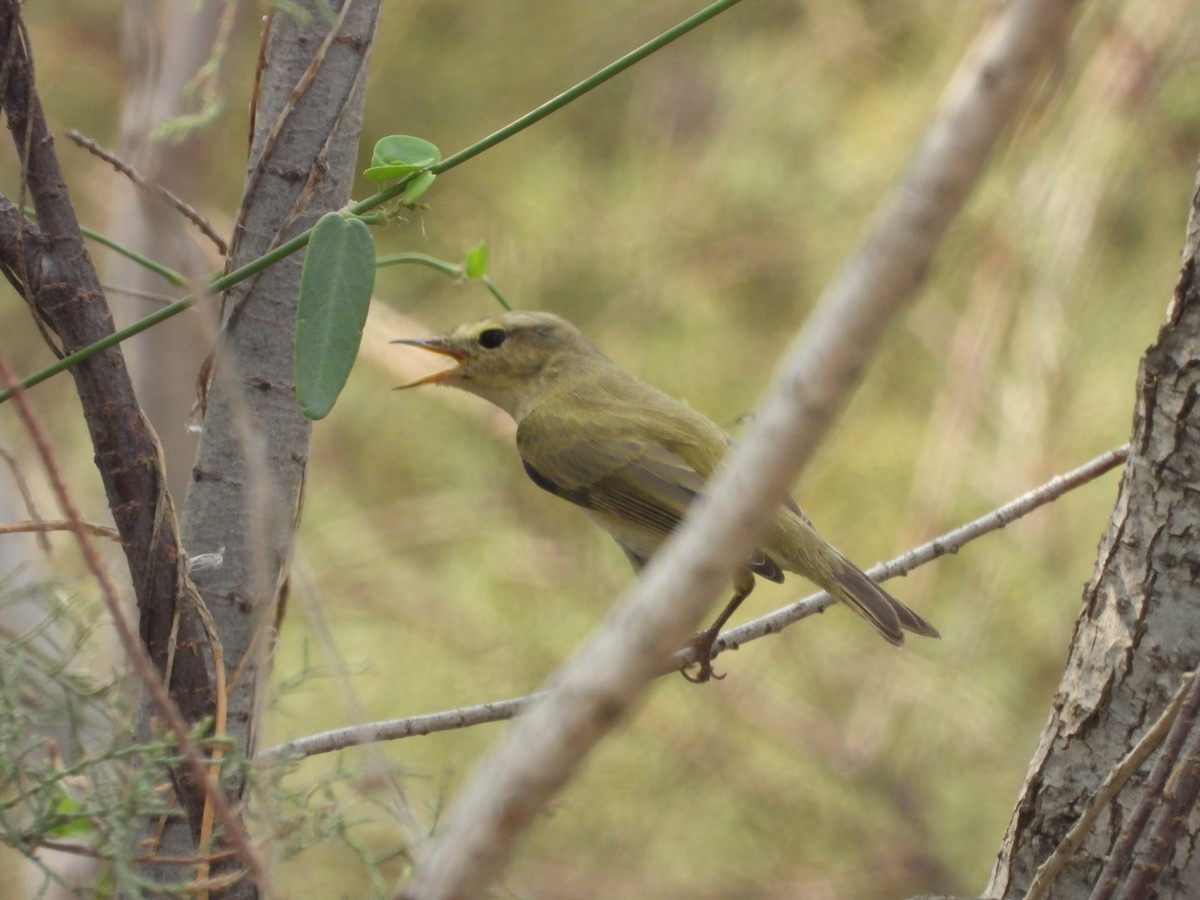 Brown Woodland-Warbler - ML645450850