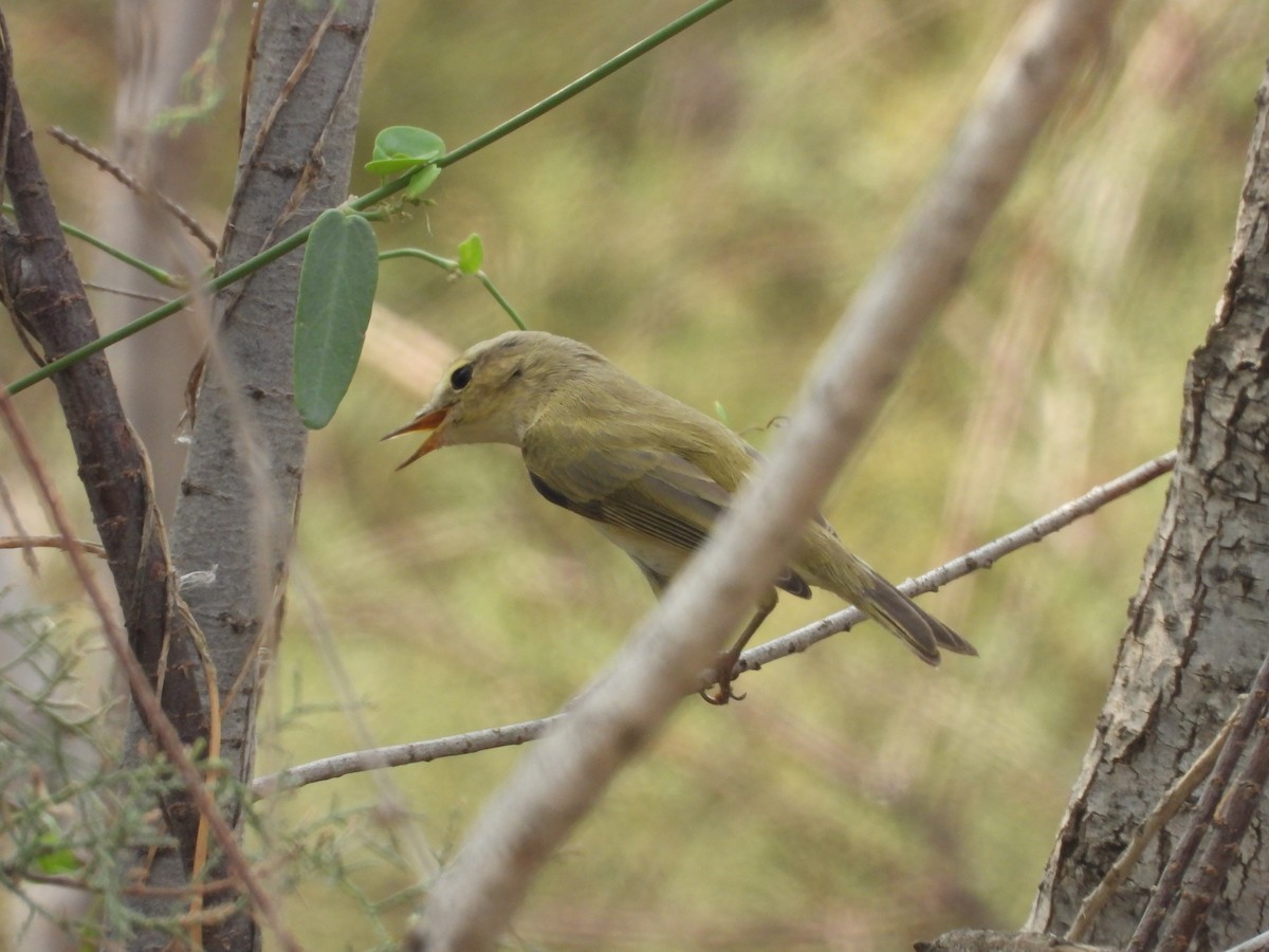 Brown Woodland-Warbler - ML645450851